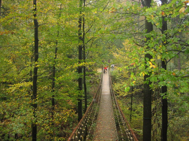 Den Wald in luftiger Höhe erleben!